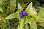 Bottle gentian